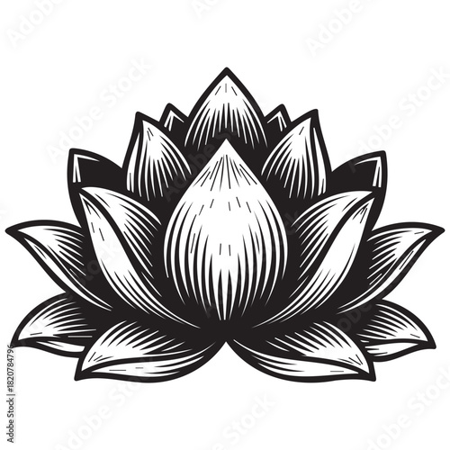 Monochrome lotus flower woodcut illustration detailed petals