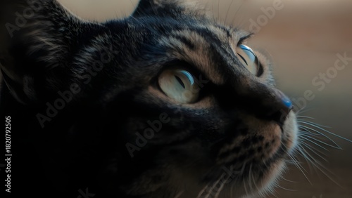 Close up portrait of a cat