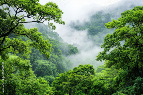 Green Fog Background