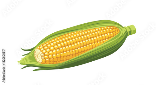 A freshly picked ear of sweet corn, partially husked, showcasing its bright yellow kernels, ready for cooking or eating.