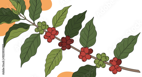 Illustration of a coffee plant branch with green leaves and ripening coffee cherries, progressing from green to red and dark red, on a white background.