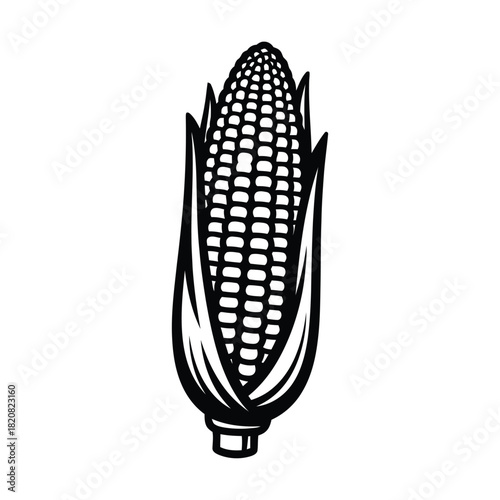 corn cobs isolated on white