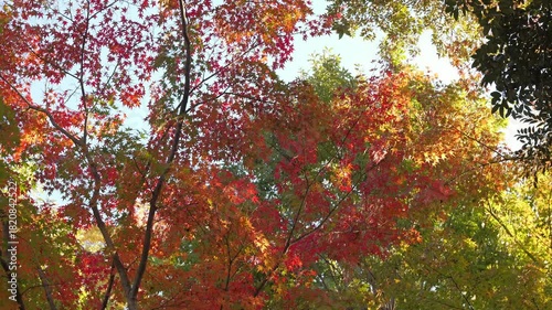 Wallpaper Mural The beautiful autumn scenery of red leaves, an image of Japan's seasons Torontodigital.ca