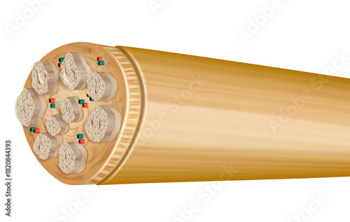 Peripheral Nerve Cross Section with Fascicles and Connective Layers. Detailed Illustration of Nerve Fascicles in Peripheral Nervous System. Anatomical Structure
