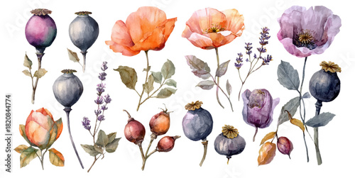 Watercolor collection of autumn flora. Set of poppy flowers, gray-blue poppy boxes, red rose hips and lavender. autumn corymbs and seeds. Field and wild plants. Vector illustration.