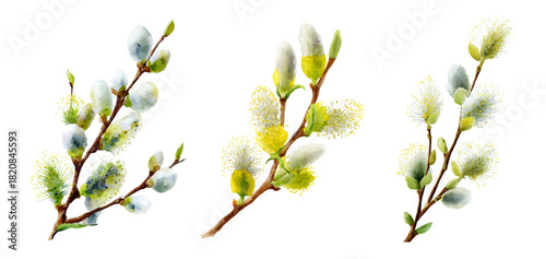 Watercolor set of spring willow branches. Easter willow branches with earrings and early spring flowers. Easter symbols. Watercolor illustration with willow branches for holiday greeting cards.