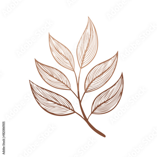 Botanical drawing of a foliage sprig with detailed line work in brown for decorative design elements