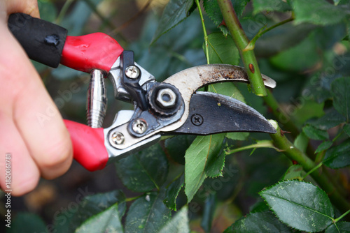 Pruning rose stems before winter
