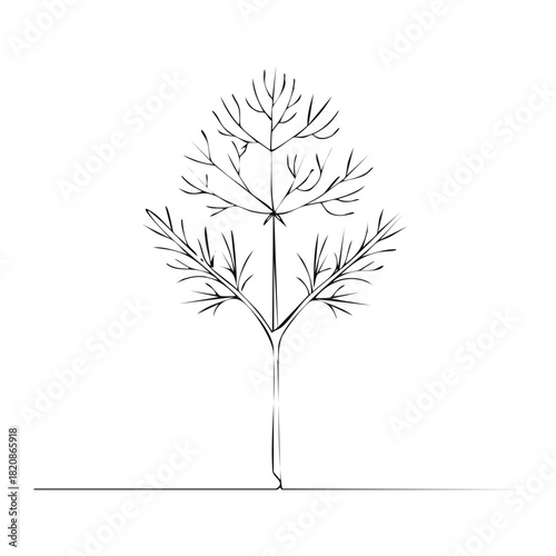 Minimalist line drawing of a delicate dill plant with feathery fronds against a white background