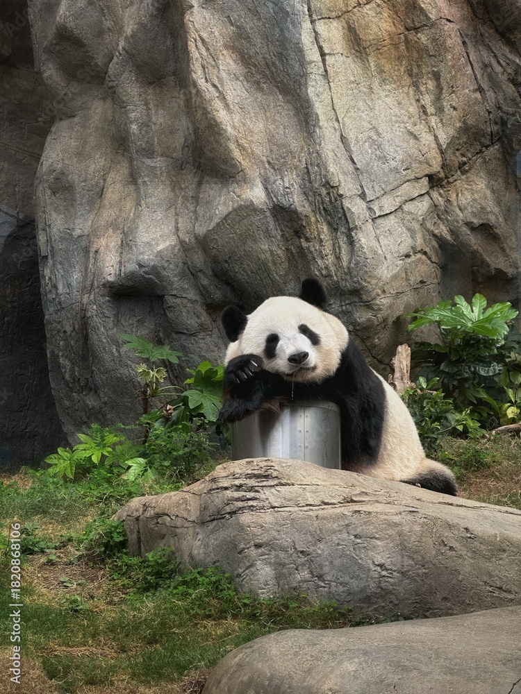 Fototapeta premium giant panda eating bamboo