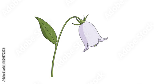 An illustration of a light purple bell flower on a stem.