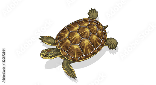 A realistic top-down illustration of a green sea turtle with a detailed shell swimming against a plain white background.