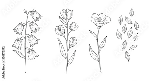 A beautiful botanical set of three different wildflowers including bellflowers and flax drawn in a delicate black and white line art style.