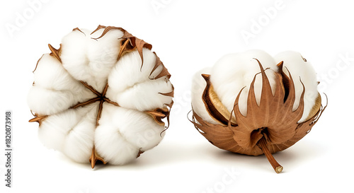 Two cotton flowers with brown sepals, isolated against clean white background