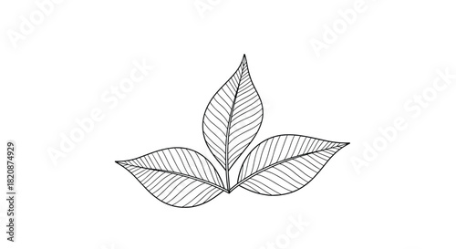 A minimalist black and white line drawing of three simple leaves with detailed veins arranged together on a white background.