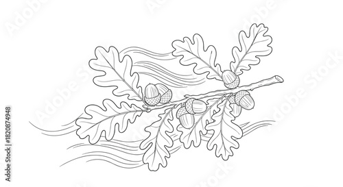 A detailed black and white line drawing of a winding oak branch with leaves and acorns in a vintage engraving style.