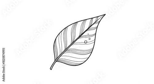 A minimalist black and white line art illustration of a single stylized leaf with delicate lines and water droplets on it.