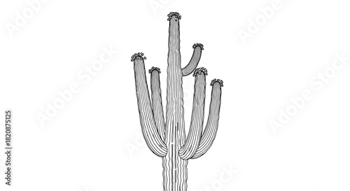 A detailed black and white line art illustration of a tall saguaro cactus with blooming flowers at the top of its many arms.