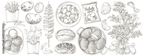 Potato dishes sketched vector illustrations