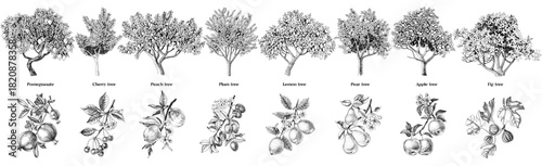 Set of fruit trees with close up branches
