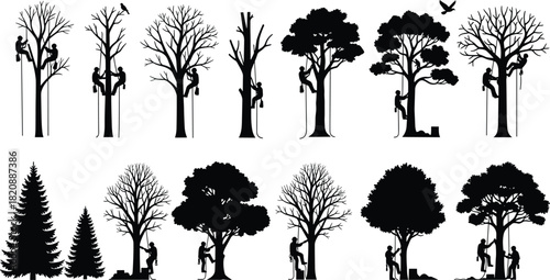 Silhouettes of arborists climbing and trimming different trees using ropes and equipment, professional tree workers performing maintenance, forestry and outdoor tasks