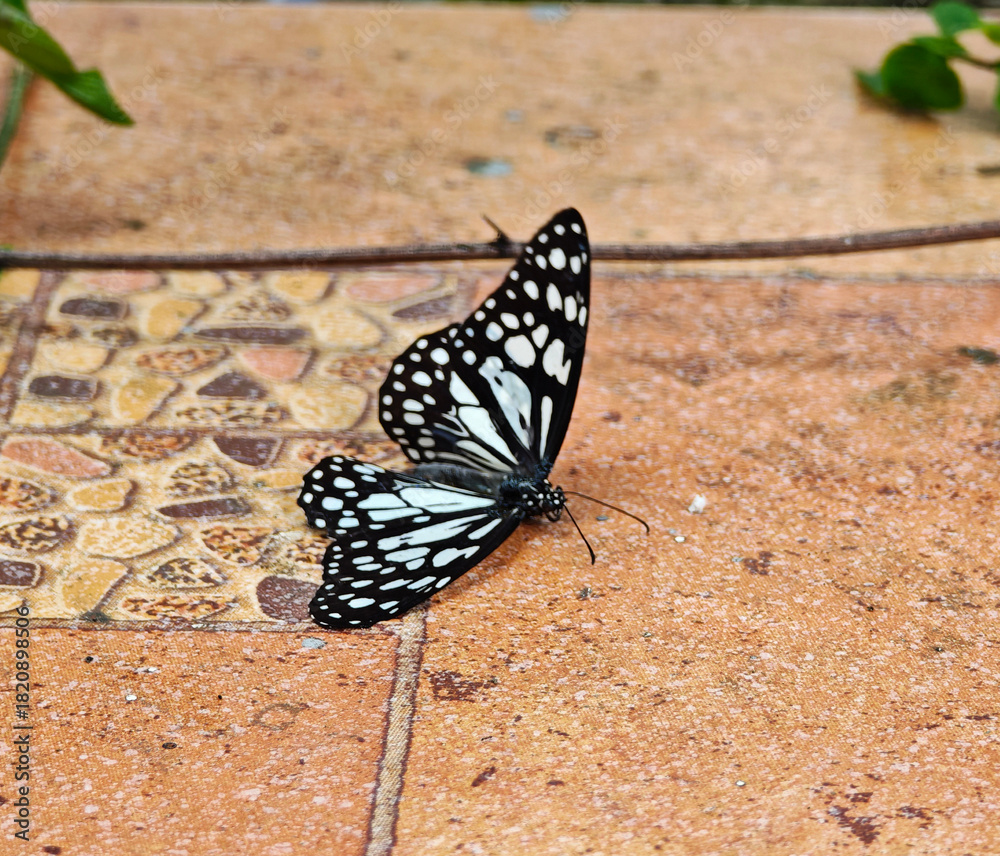 Fototapeta premium A butterfly lies dead on the ground.