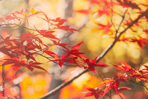 Red autumn leaves