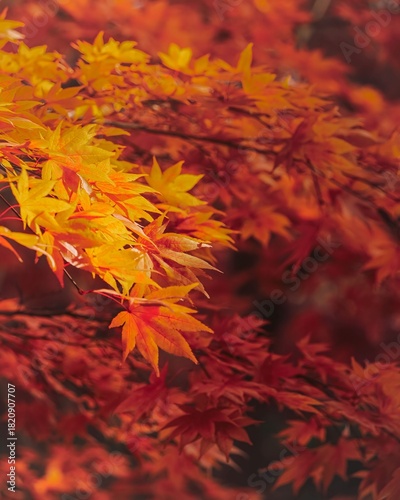Autumn leaves background