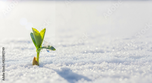 Green seedling emerging from snow in winter landscape  