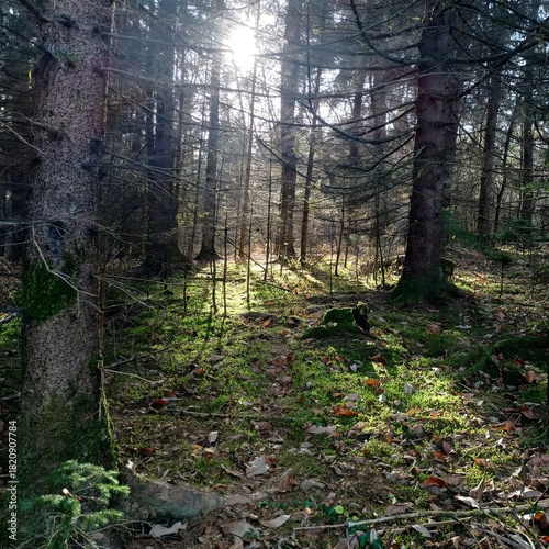 Morning in the woods