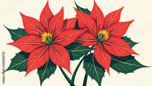 Twin poinsettia flower plant christmas blossoms with striking red foliage