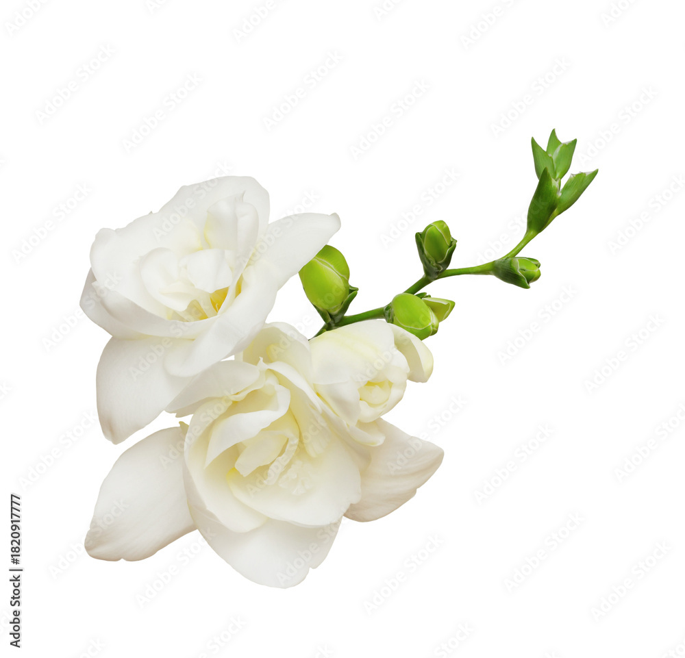 Fototapeta premium Rosette of freesia flowers and buds isolated on white or transparent background