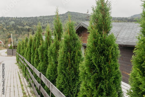 Row of evergreen trees along a wooden fence — landscaping and garden design concept