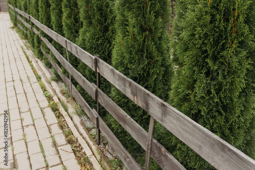 Row of evergreen trees along a wooden fence — landscaping and garden design concept