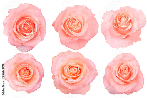 The roses orange open in perfect spirals, revealing smooth, flowing petals.Photo with Clipping Path.