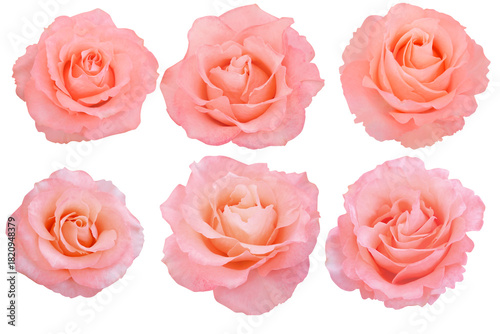 Six orange rose blossoms rest gracefully on a white background, glowing with a tender peach hue.Photo with Clipping Path.