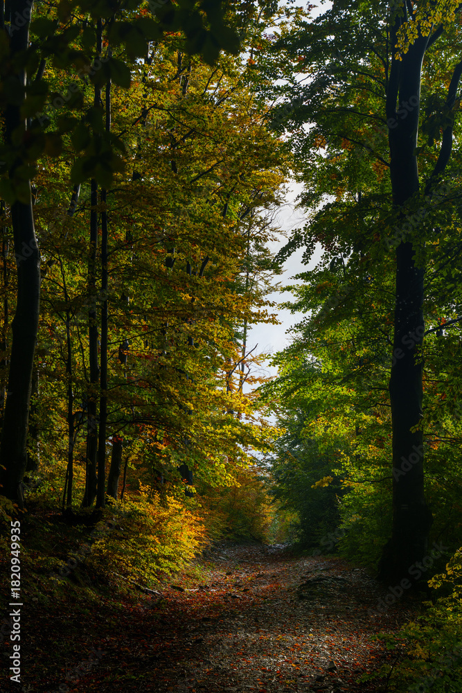 Fototapeta premium Sunlit forest path with fall colors and shadows