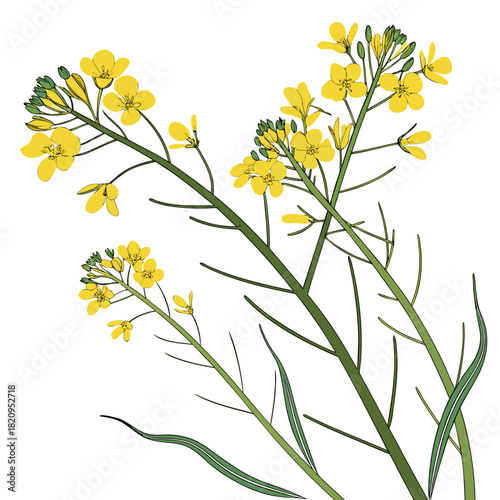 Illustration of bright yellow rapeseed flowers and green stems against a clean white background