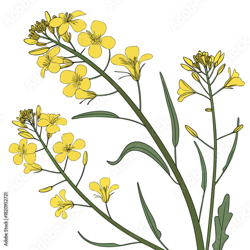 Illustration of vibrant yellow rapeseed flowers and green leaves on a white background