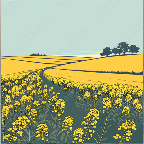 Vibrant yellow rapeseed flowers bloom along a winding path through rolling golden fields under a clear sky