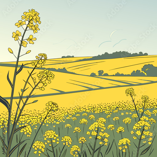 Vibrant yellow rapeseed flowers bloom in a sunlit field under a pale blue sky
