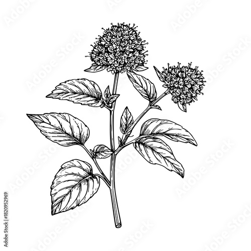 A sprig of marjoram with flowers, a black and white sketch. vector illustration. Culinary herbs and spices, oregano isolated on a white background05