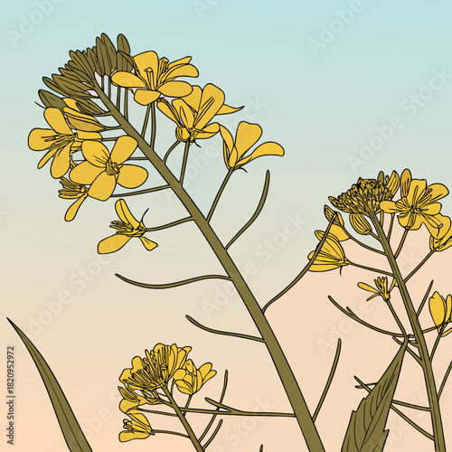 Delicate yellow canola flowers bloom on tall stalks against a soft gradient sky