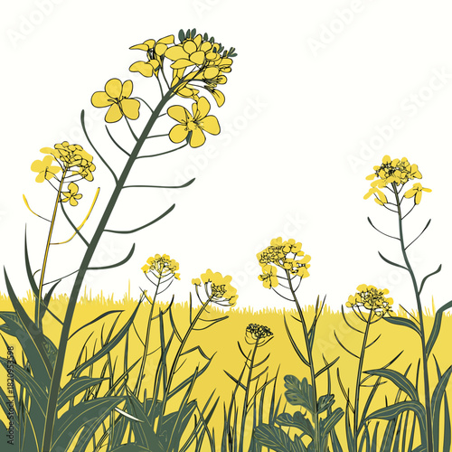 Stylized illustration of yellow rapeseed flowers blooming in a field with green grass and white background