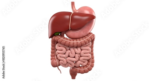 Human Digestive System Anatomy - Liver, Stomach, Intestines, and Esophagus.