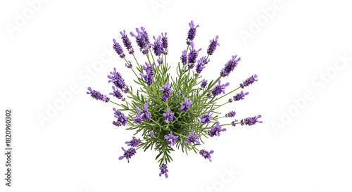 Top down view of a lavender plant silhouette