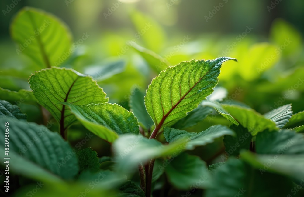 Fototapeta premium Green leaves with visible veins and stems. Sunlight filters through the foliage creating a soft, blurry background effect. Plant life and nature detail in close-up.