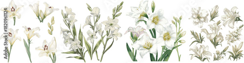 White freesia flower set hand draw watercolor. isolated on white background.