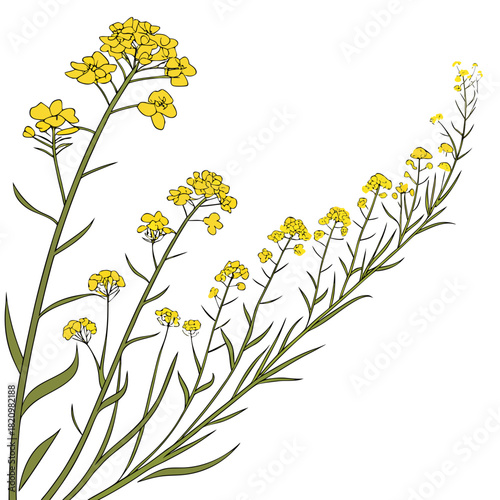 Delicate yellow rapeseed flowers bloom on thin green stems against a clean white background