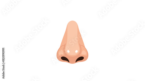 A closeup frontfacing illustration of a human nose